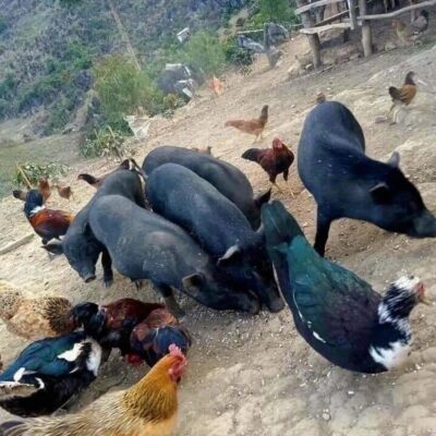 Lợn đen nuôi thả đặc sản Tây Bắc