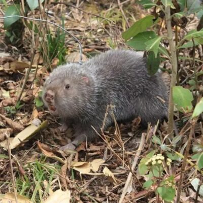 Dúi rừng tự nhiên (1kg)