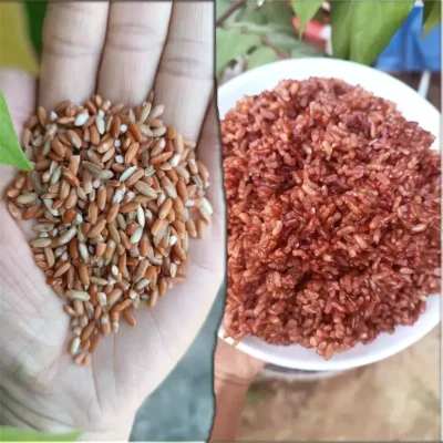 Gạo lứt đỏ dẻo huyết rồng Điện Biên (10kg)