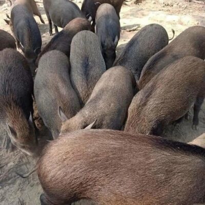 Lợn mán nuôi thả đặc sản Tây Bắc