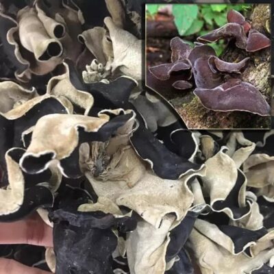 Mộc nhĩ rừng Tây Bắc (1kg)