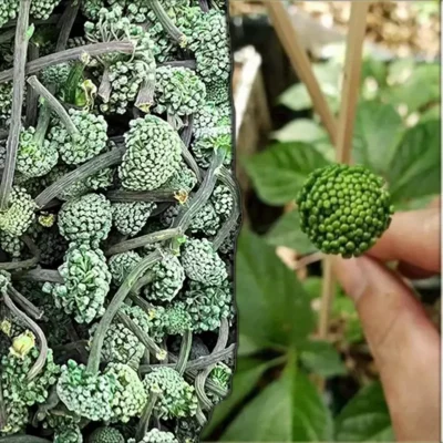 Nụ hoa Tam Thất khô (1kg)