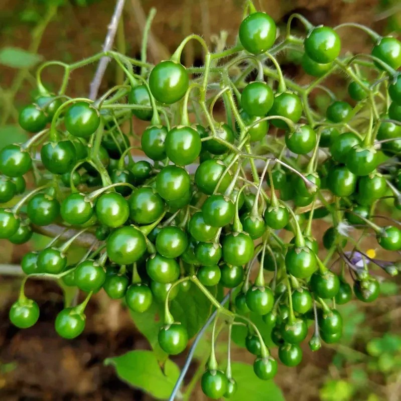Quả đắng Phù Yên (1kg)