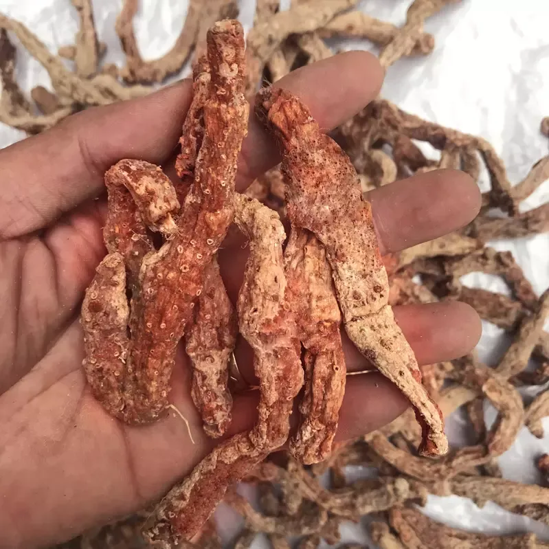 Rễ Cây Tứn Khửn Khô (1kg)