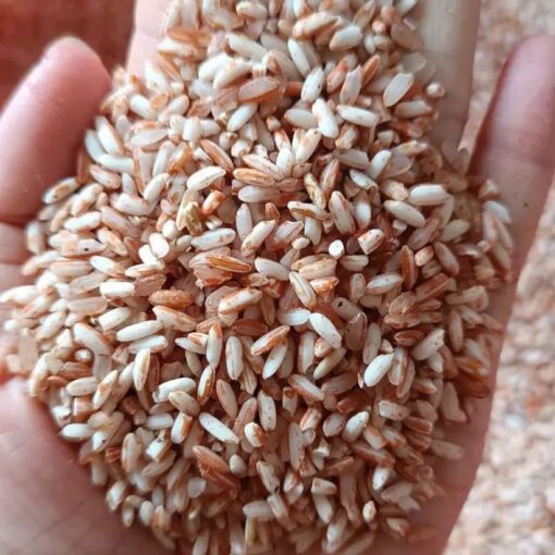 Gạo nương đỏ Tây Bắc